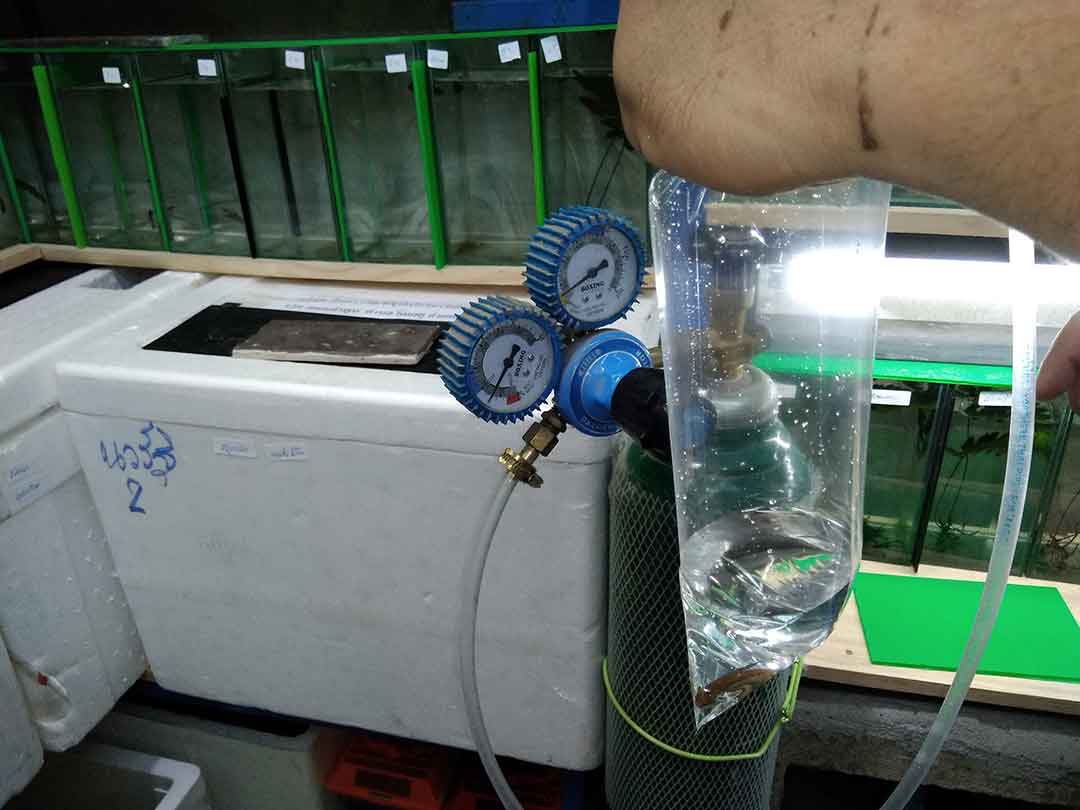 Filling betta export bag with 100% oxygen to ensure safe long-distance shipment